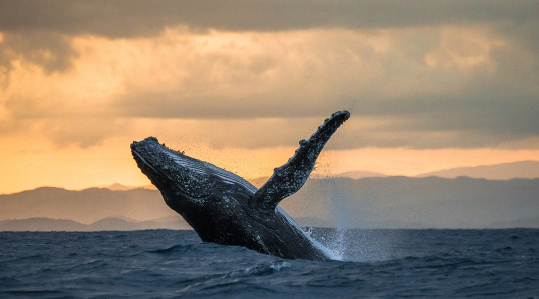 Whaling Phishing: Keeping Big Fish Away from Hunters