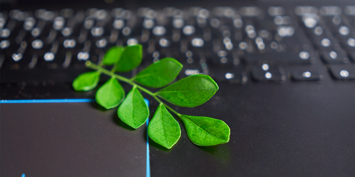 20250618_III_LaptopAndPlant_1200x600 A green twig and leaves rest on a black laptop keyboard